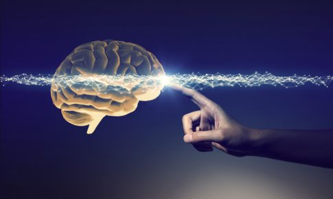 Os princípios das Neurociências aplicados à formação